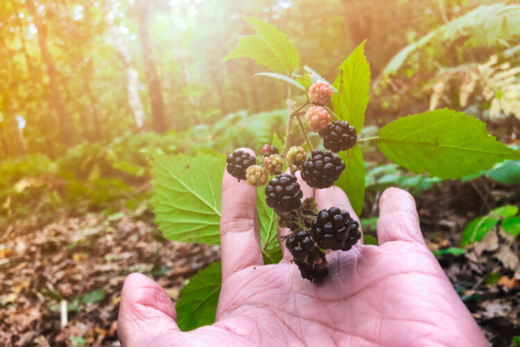 Foraging for blackberries in the forest