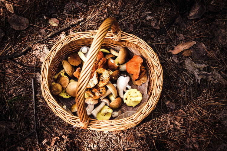 Foraging basket with mushrooms on floor