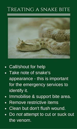 How to treat a snake bite