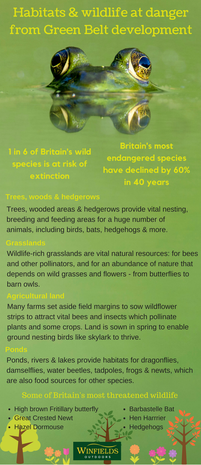 habitats and wildlife at danger from green belt development in the uk