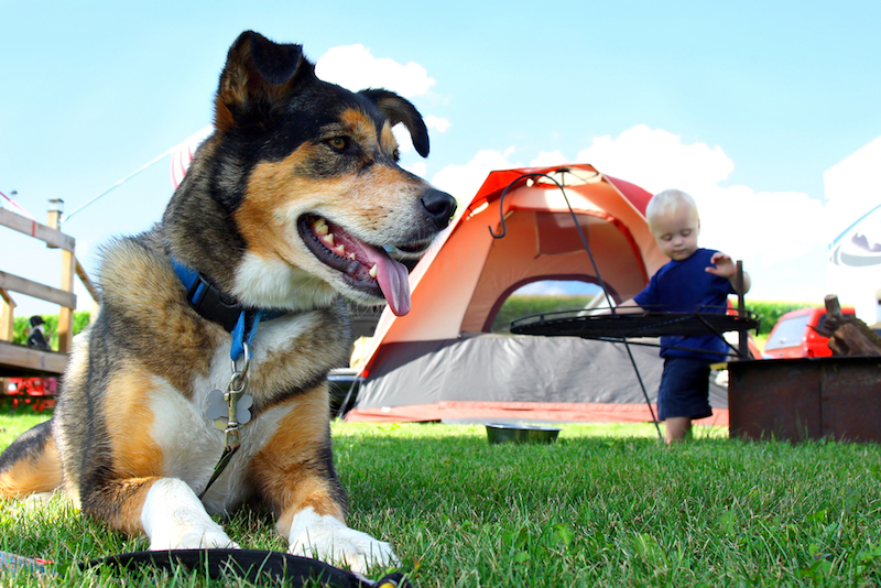 Dog Outside Tent