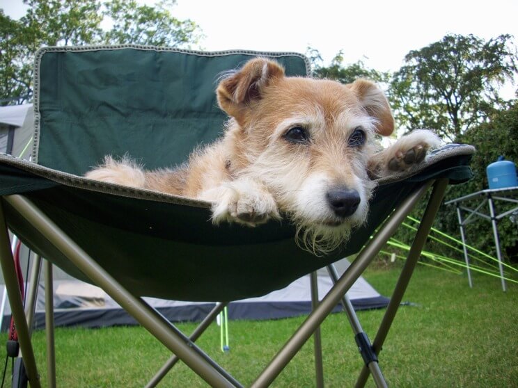 Dog lying on a camping chair