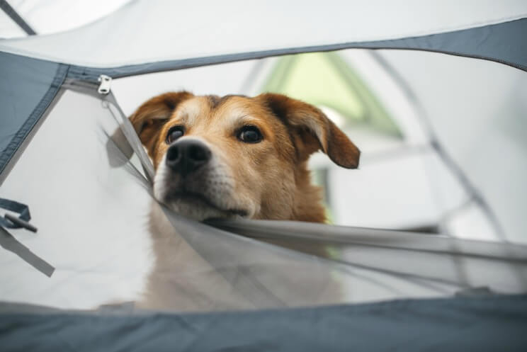 Dog peeking its head out of a tent